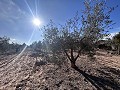 Nicht bebaubares Grundstück mit 120 Olivenbäumen und Bewässerungswasser in Sax in Spanish Fincas