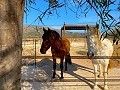 Belle maison rurale avec piscine à Pinoso in Spanish Fincas