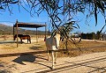 Belle maison rurale avec piscine à Pinoso in Spanish Fincas