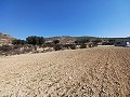 Terrain à vendre à Pinoso. in Spanish Fincas