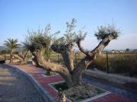 Grote nieuwbouw villa met zwembad in Spanish Fincas