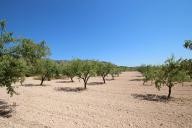 Maison de campagne avec 100.000M2 d'olives et d'amandes in Spanish Fincas