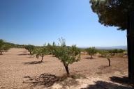 Maison de campagne avec 100.000M2 d'olives et d'amandes in Spanish Fincas