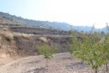 Non Building plot in Encebras Pinoso  in Spanish Fincas