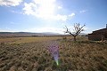 Grand terrain avec une ruine à Yecla, Murcie in Spanish Fincas