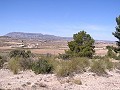 Terreno edificable en Pinoso in Spanish Fincas