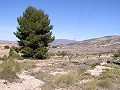 Terreno edificable en Pinoso in Spanish Fincas