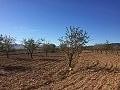 Plots of Land for Sale in Salinas, Alicante in Spanish Fincas