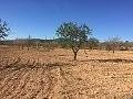 Terrains à vendre à Salinas, Alicante in Spanish Fincas