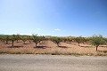 Bouwgrond met amandelbomen in Spanish Fincas