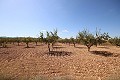 Building plot of land with almond trees in Spanish Fincas