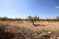 Terreno edificable con almendros in Spanish Fincas