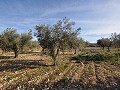 15.000m2 bouwgrond in Salinas met water - elektrische afsluiting in Spanish Fincas