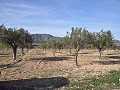 15,000m2 of building land in Salinas with water - electric close in Spanish Fincas