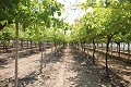 Großes Landhaus mit Marmorgeschäft und Weinplantage in Spanish Fincas