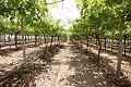 Grande maison de campagne avec commerce de marbre et plantation de raisin in Spanish Fincas