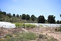 Grande maison de campagne avec commerce de marbre et plantation de raisin in Spanish Fincas