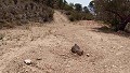 Parcel with ruins in La Carche, Jumilla in Spanish Fincas