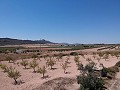 Building plot with water, electricity and trees in Spanish Fincas