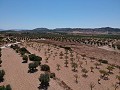 Building plot with water, electricity and trees in Spanish Fincas