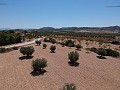 Building plot with water, electricity and trees in Spanish Fincas