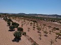 Baugrundstück mit Wasser, Strom und Bäumen in Spanish Fincas