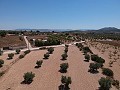 Building plot with water, electricity and trees in Spanish Fincas