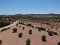 Building plot with water, electricity and trees in Spanish Fincas