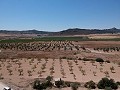 Building plot with water, electricity and trees in Spanish Fincas