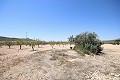 Terrain à bâtir avec eau, électricité et arbres in Spanish Fincas