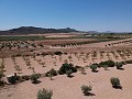 Building plot with water, electricity and trees in Spanish Fincas