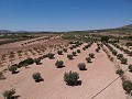 Baugrundstück mit Wasser, Strom und Bäumen in Spanish Fincas