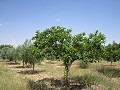 Manoir de 6 chambres à 3 km de Yecla in Spanish Fincas