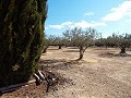 Villa in Caudete in Spanish Fincas