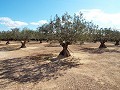 Villa in Caudete in Spanish Fincas