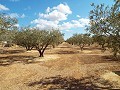 Haus in Caudete zu vervollständigen, Albacete in Spanish Fincas