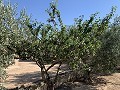 Reformhaus in Caudete in Spanish Fincas