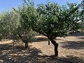 Huis om te hervormen in Caudete in Spanish Fincas