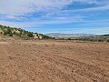 Terrain à Pinoso in Spanish Fincas