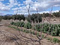 Semi-detached country house in La Romana in Spanish Fincas