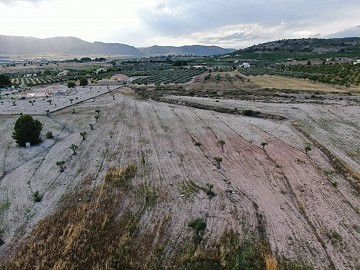 Parcelas edificables entre Sax y Salinas