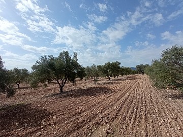 Terrain à bâtir à Salinas