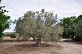 Maison de campagne de 3 chambres sur un grand terrain in Spanish Fincas