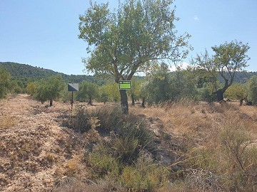 Terrain à bâtir à Biar