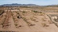 Terreno en Pinoso - Reventa in Spanish Fincas