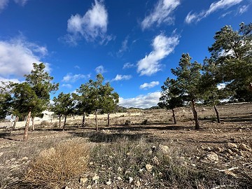 Land in Alicante, Salinas