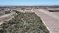 Non building plot of land in Elche with palm trees in Spanish Fincas