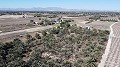 Non building plot of land in Elche with palm trees in Spanish Fincas