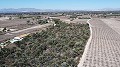 Non building plot of land in Elche with palm trees in Spanish Fincas