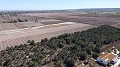 Non building plot of land in Elche with palm trees in Spanish Fincas